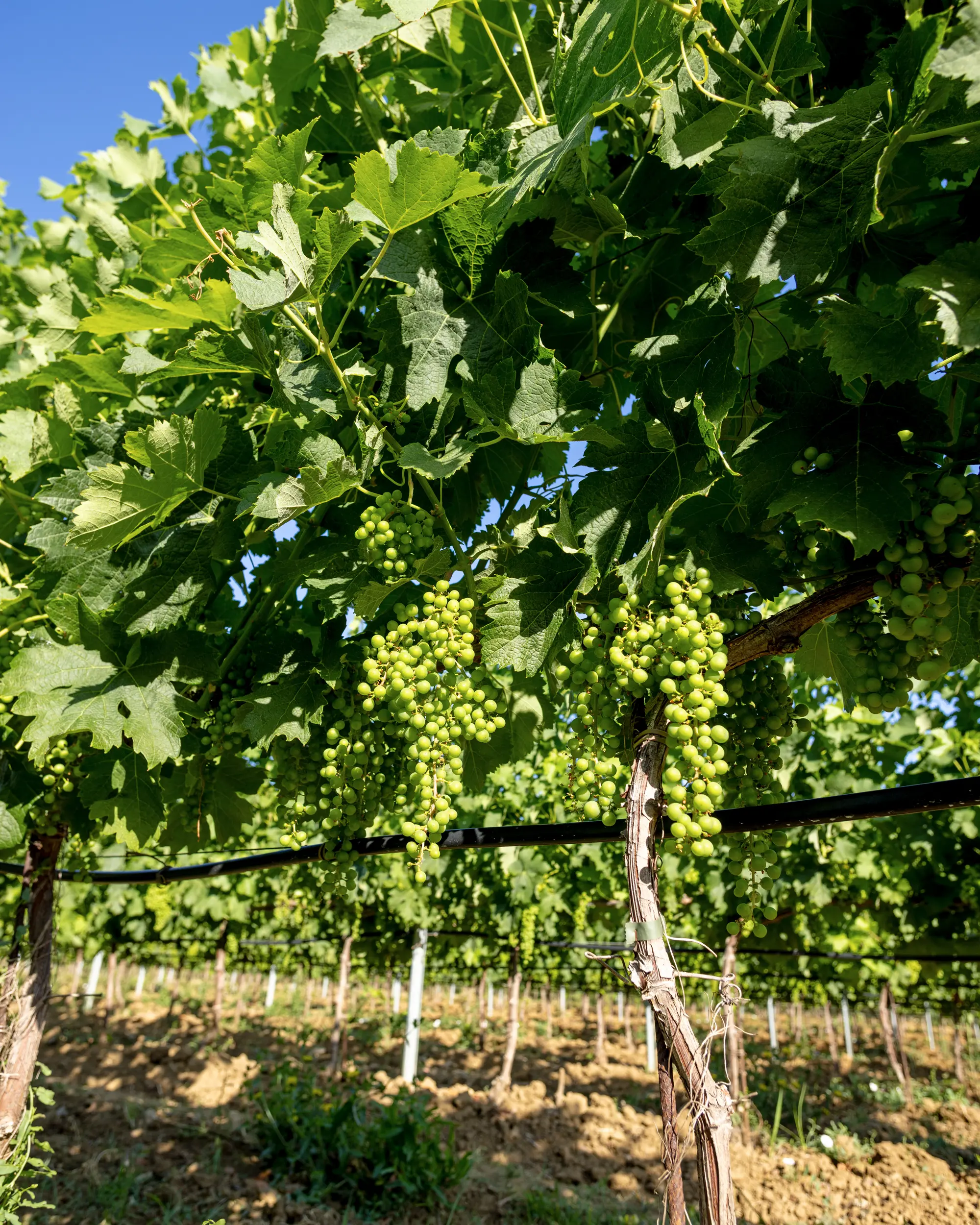 Produzione artigianale Tenuta Di Vaira