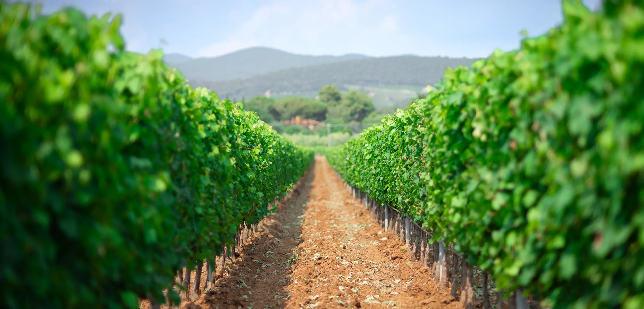 I vigneti della Tenuta Di Vaira