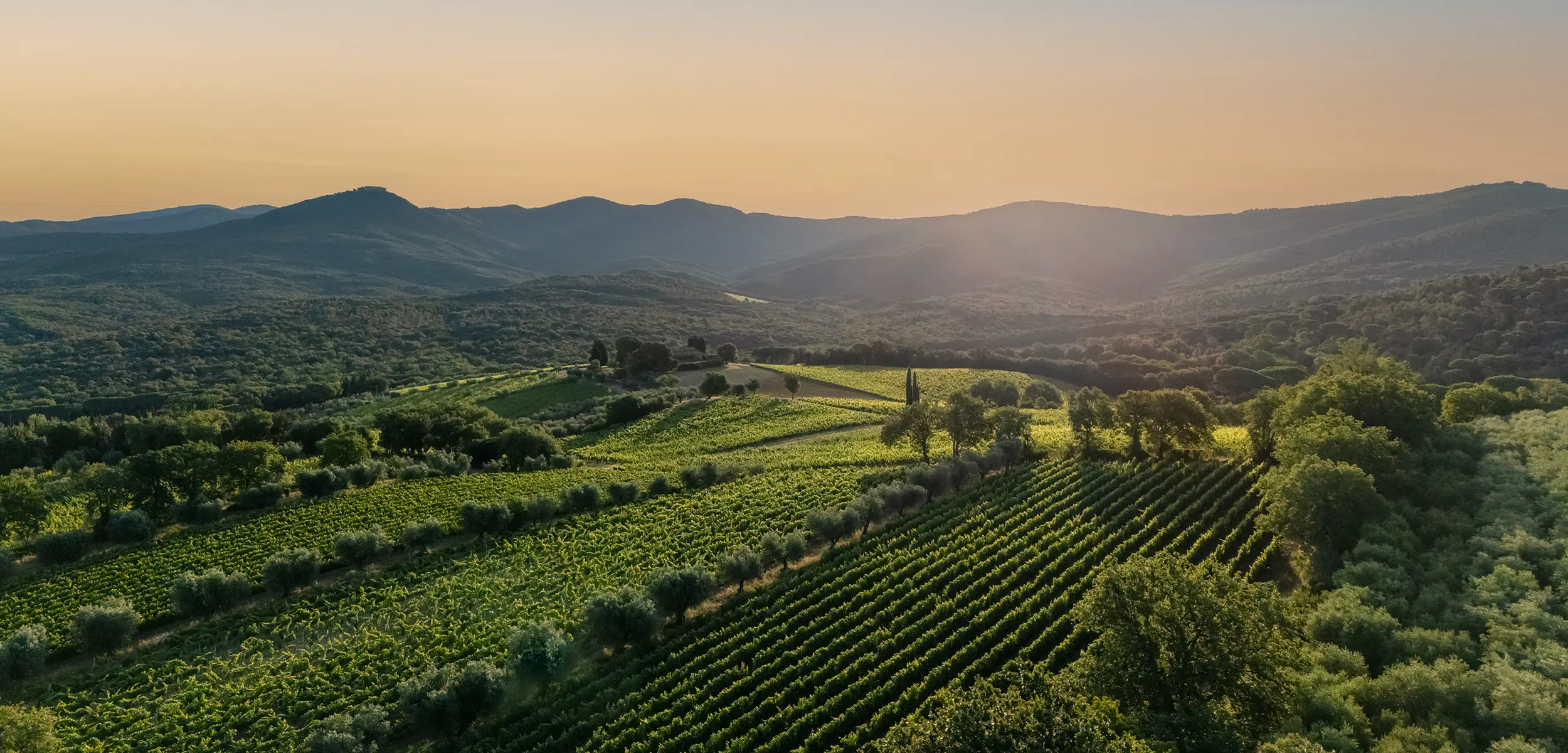 Il territorio di Bolgheri