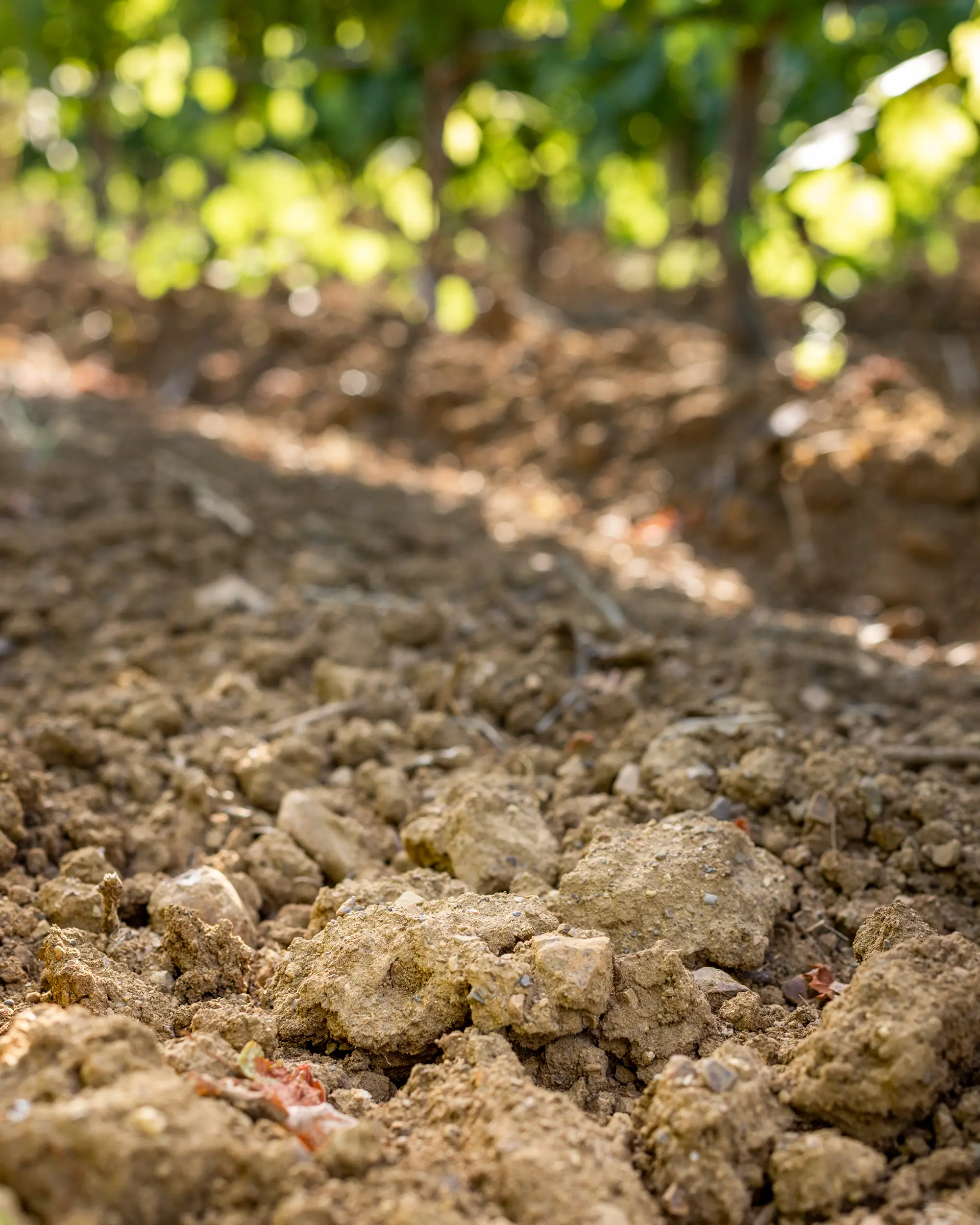 Il paesaggio di Bolgheri