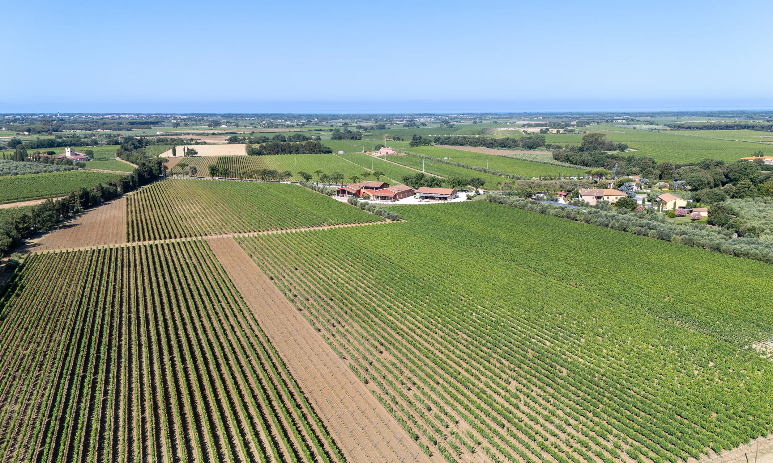 I vigneti del territorio di Bolgheri