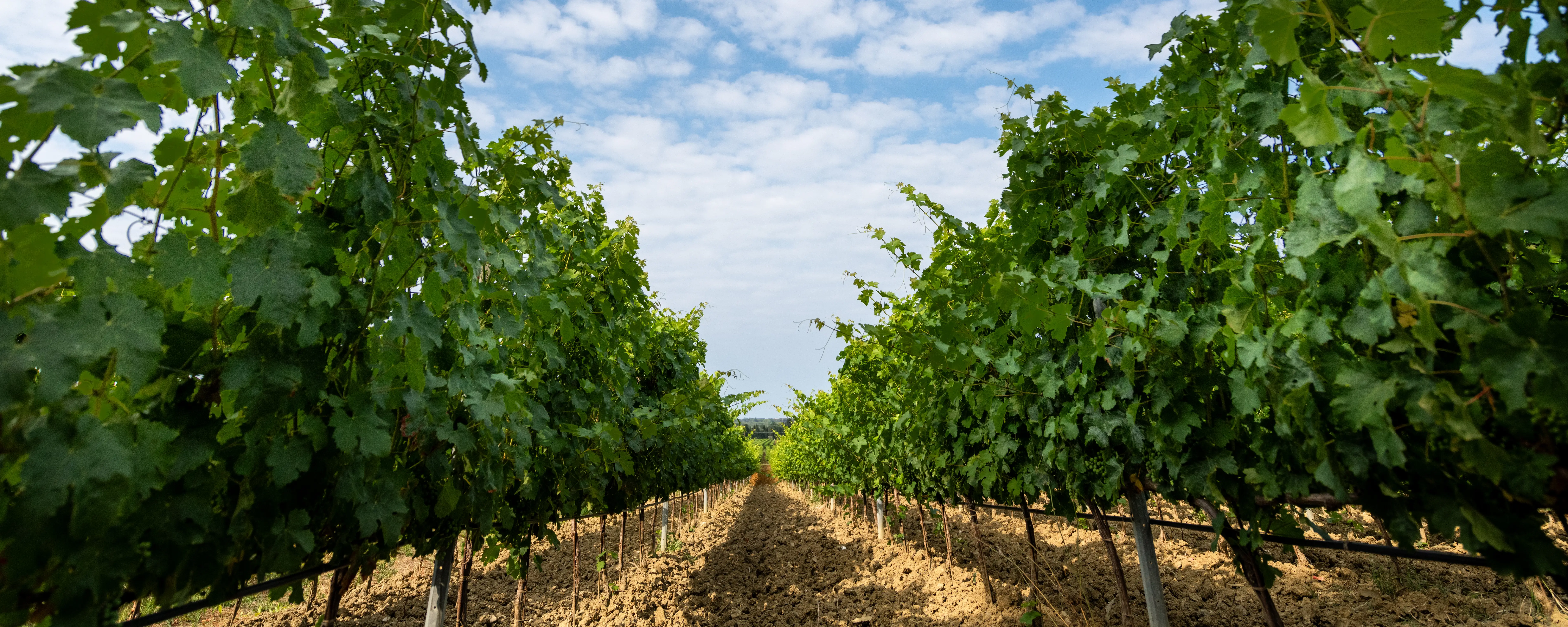 I vigneti di Tenuta Di Vaira a Bolgheri