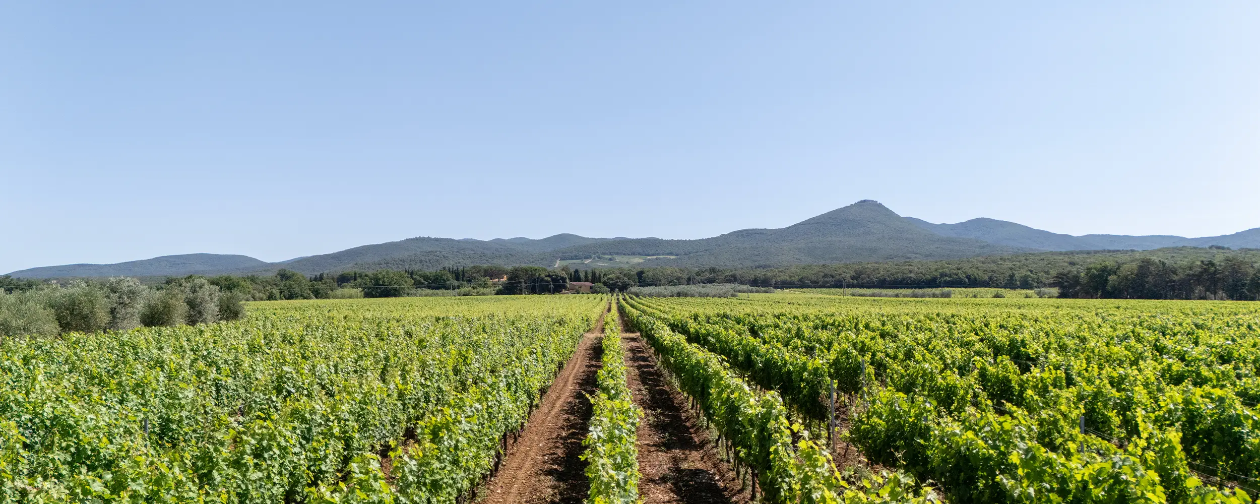 Il terroir dei vigneti Tenuta Di Vaira